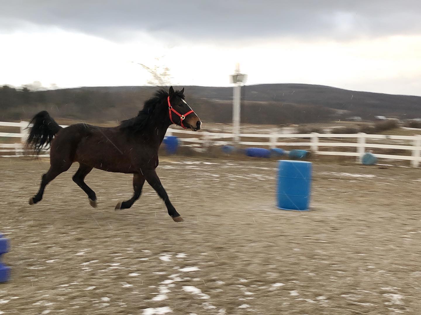 Fay Trotting